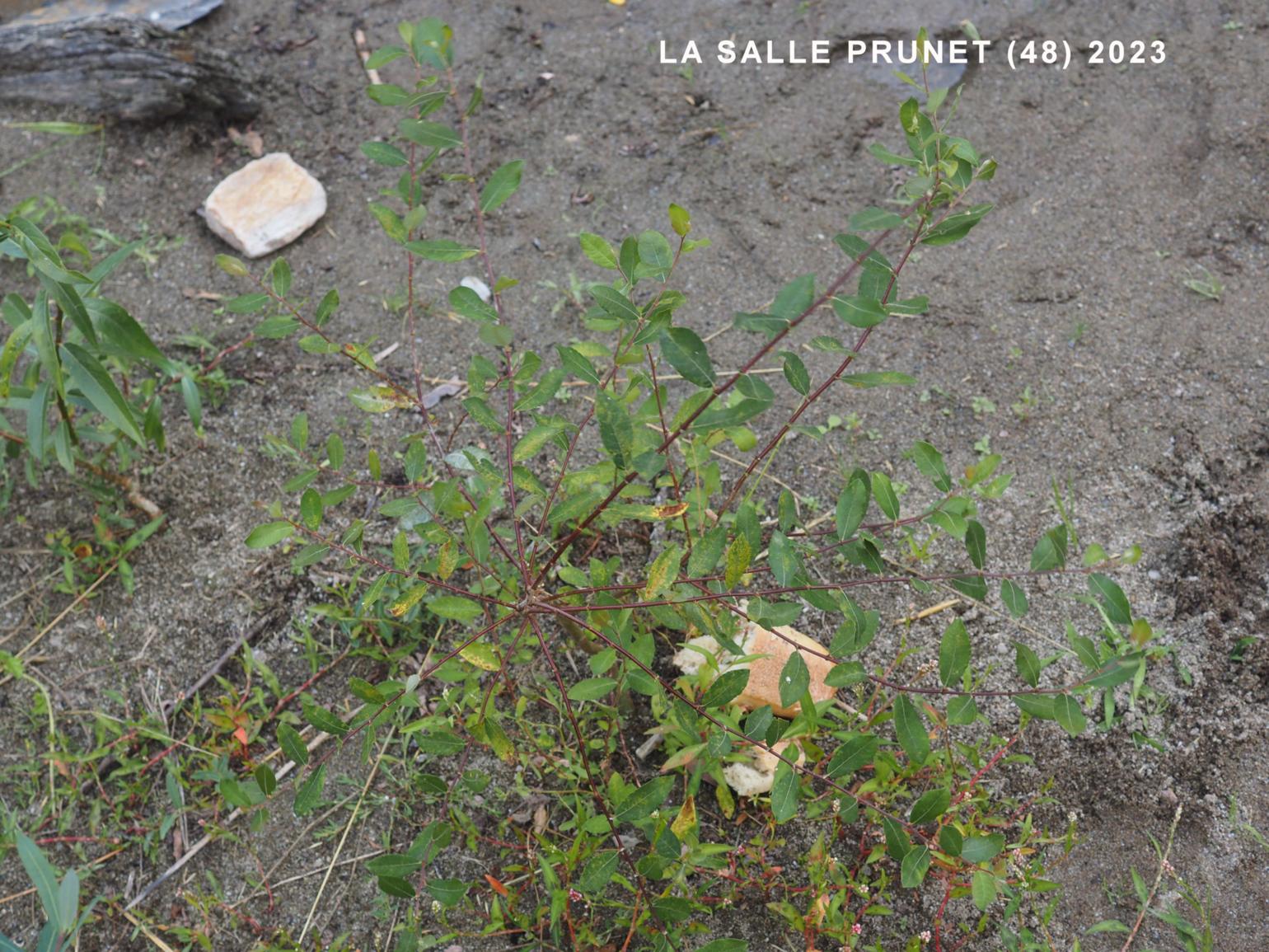 Willow, Round-leaved